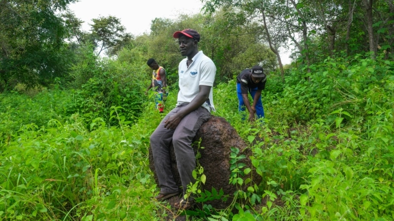 Archaeologists use song to herald findings in Guinea-Bissau dig