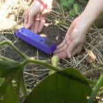Dirt-powered sensors help farmers optimize their fields