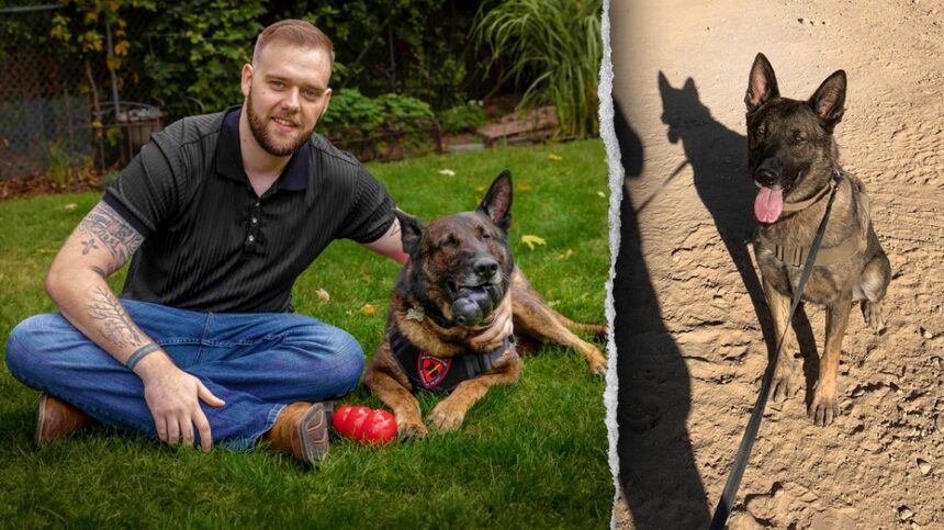 I served with my dog Dasty in Afghanistan. Dogs are mans best friend on the battlefield