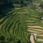 Japan eyes boosting rice exports eightfold by 2030
