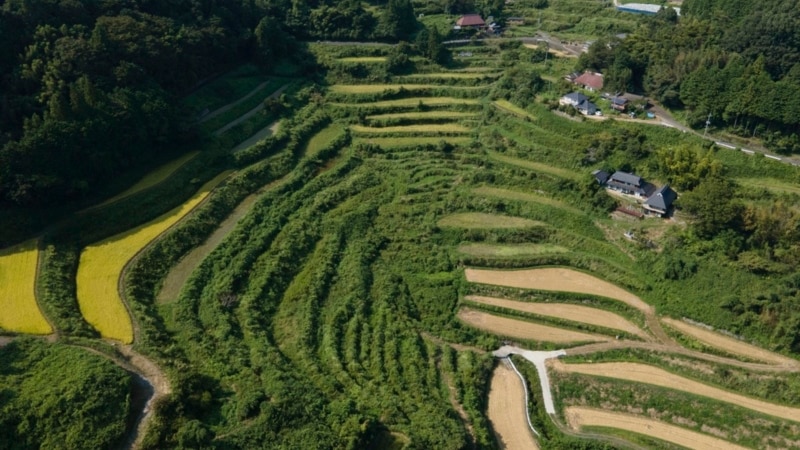 Japan eyes boosting rice exports eightfold by 2030
