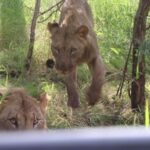 Malawi lions get birth control in effort to save their prey