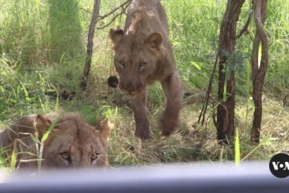 Malawi lions get birth control in effort to save their prey