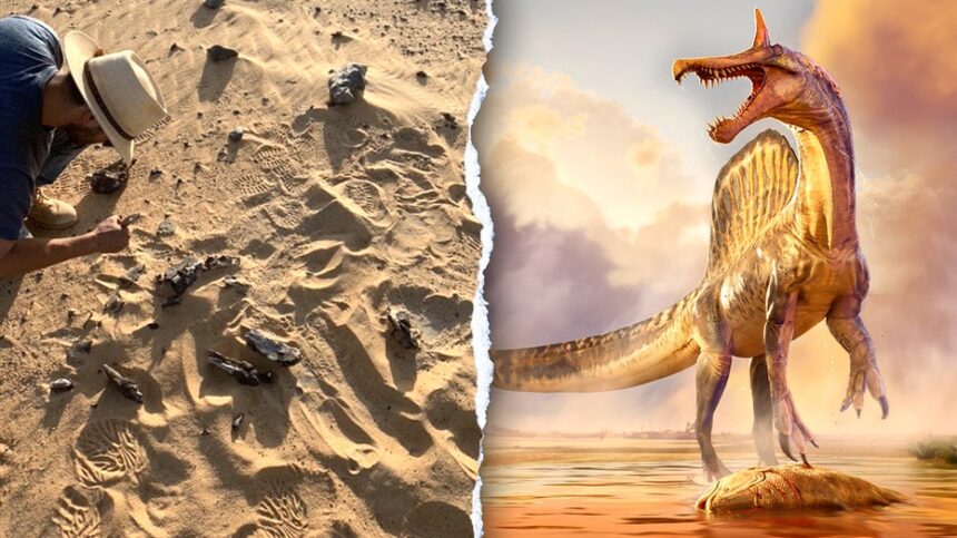 New 'hell heron' Spinosaurus species found in remote Sahara 70 years after fossil clue