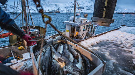 Russian seafood still sold in EU despite fishy sanctions  Euractiv