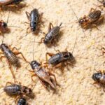 Russians will never eat insects  top MP