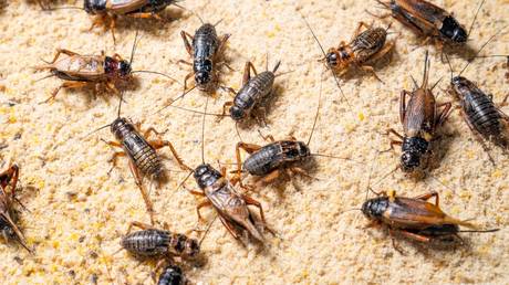Russians will never eat insects  top MP