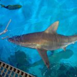 Tourists in Las Vegas pay $1,000 for dinner on the Strip while sharks eat like royalty