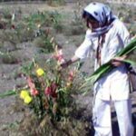 VOA Persian: Private commemoration held for political prisoners executed in 1980s