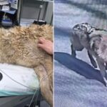 Escaped wolf Neukgu returned to South Korean zoo after nine-day search involving thermal imaging drones