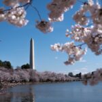 Trumps DC beautification push wins rare Dem praise as president snaps landmarks back to life