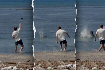 Attorney for man accused of throwing rock at endangered Hawaiian monk seal says client was protecting turtles