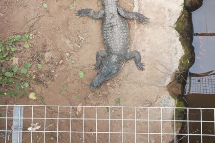 Man charged with attempted murder, released after allegedly forcing toddler into crocodile enclosure at zoo