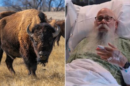 Bison victim speaks out after wild attack: They move faster than you could ever imagine