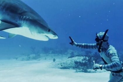 Forrest Galante says most shark bites are a case of mistaken identity as Florida attacks lead the US