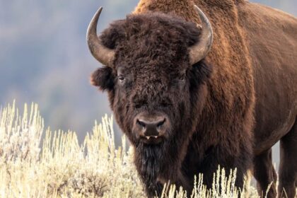 Yellowstone bison attack witness believes man saved his grandson by taking brunt of attack