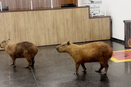 Capybaras crash Brazilian lawmakers' voting session and steal the show