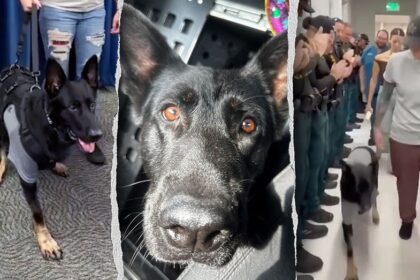 Heroic Florida K-9 returns to sheriff's office days after being shot protecting 3 deputies, losing leg