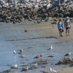 Shark sightings surge along southern Maine coast as experts explain what's driving the spike