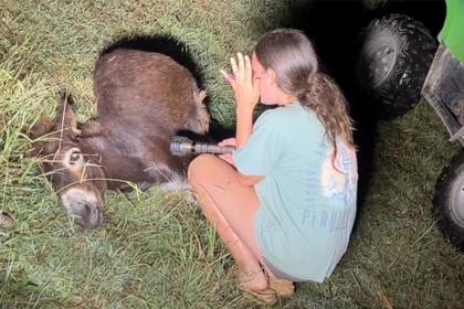 Georgia cop kills beloved pet donkey in his own pasture as heartbroken owner demands justice: 'We miss him'