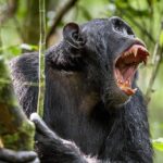 MMA fighter confidently believes he can beat a chimpanzee in a fight and claims it will be livestreamed